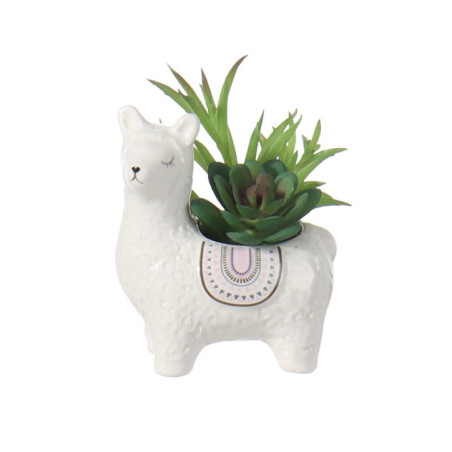 Succulente lama