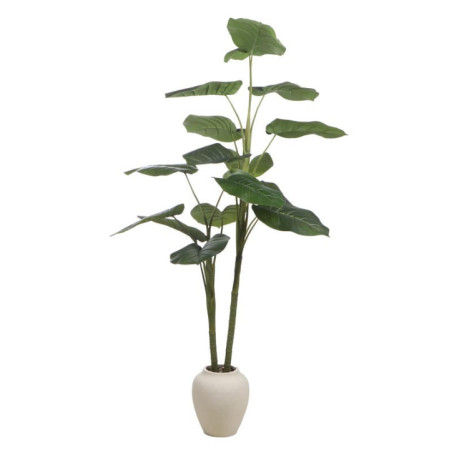 Grande plante h150cm