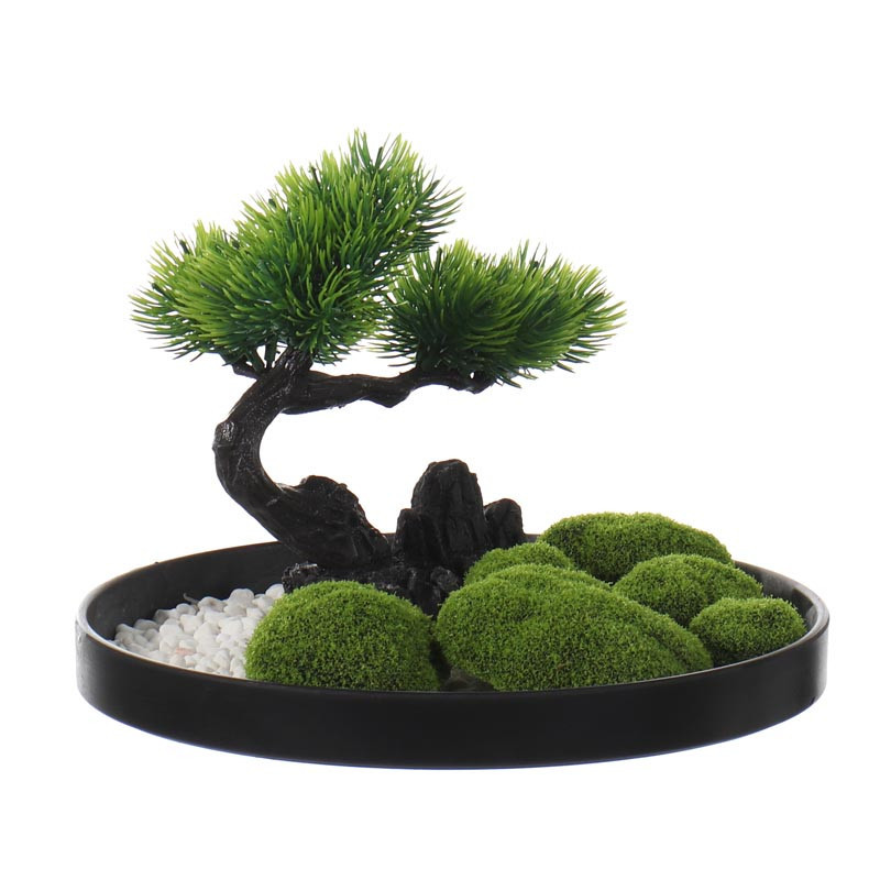 Bonsai sur plateau