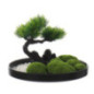 Bonsai sur plateau