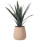 Aloe vera dans pot