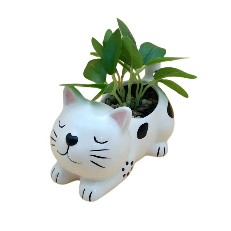 Succulente chat