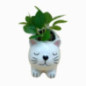 Succulente chat