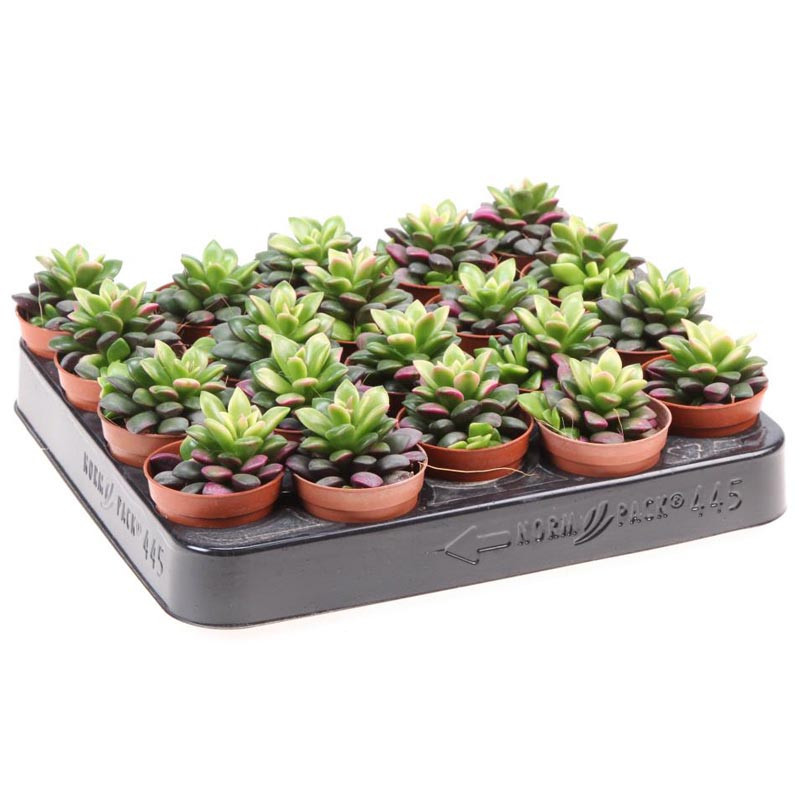 Anacampseros pot 5,5cm h6-10