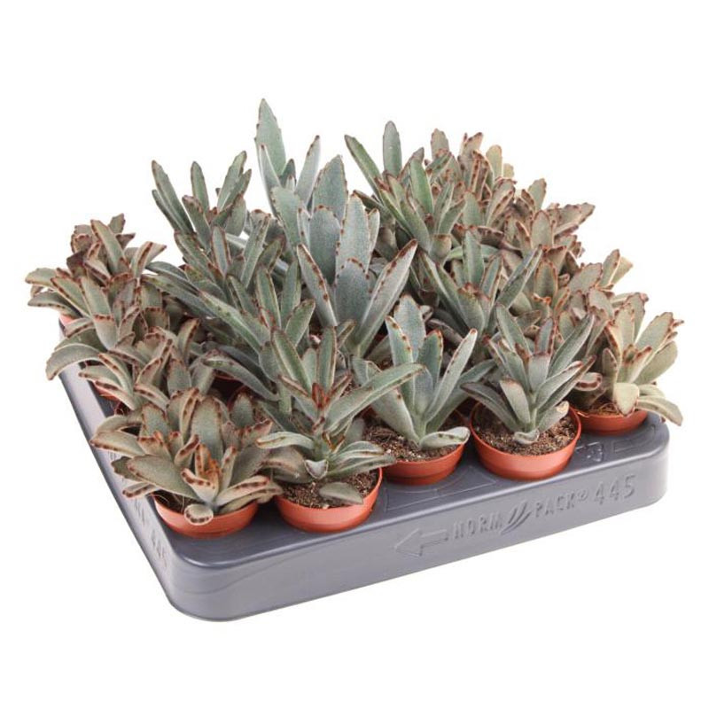 Kalanchoe pot 5,5cm h8-10