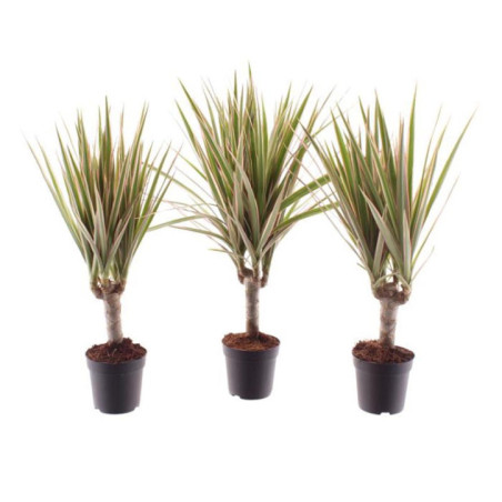 Dracaena pot 7cm h30-35