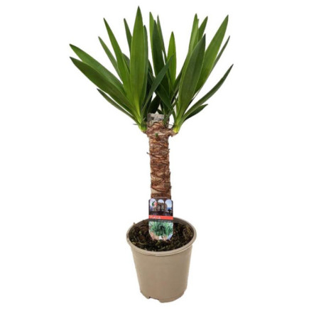 Yucca pot 14cm h60-70