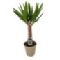 Yucca pot 14cm h60-70