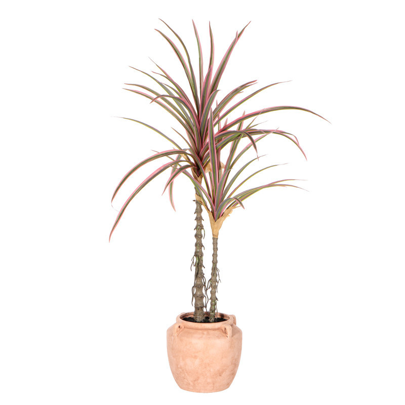 Grande plante h80cm