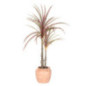 Grande plante h80cm