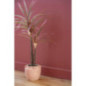 Grande plante h80cm