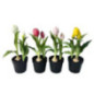 Tulipes en pot