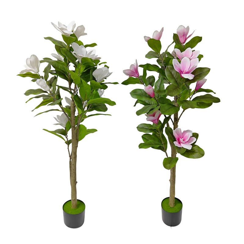 Magnolia h120cm