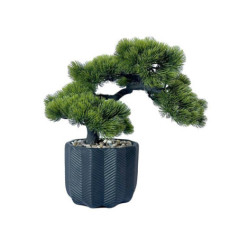 Bonsai dans pot noir