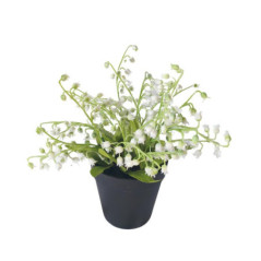 Muguet en pot