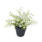 Muguet en pot