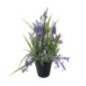 Lavande en pot