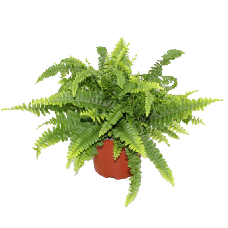Nephrolepis pot 12cm h28-30
