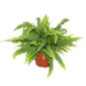 Nephrolepis pot 12cm h28-30
