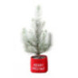 Pinus pinea in bag snow pot 11cm