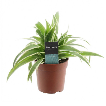 Chlorophytum 7cm h15