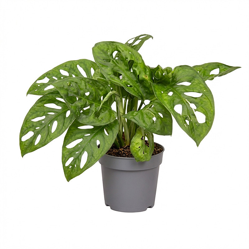 Monstera pot 5,5cm h25
