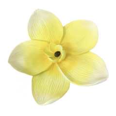 Fleurs deco murale frangipane