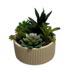 Succulentes pot strie