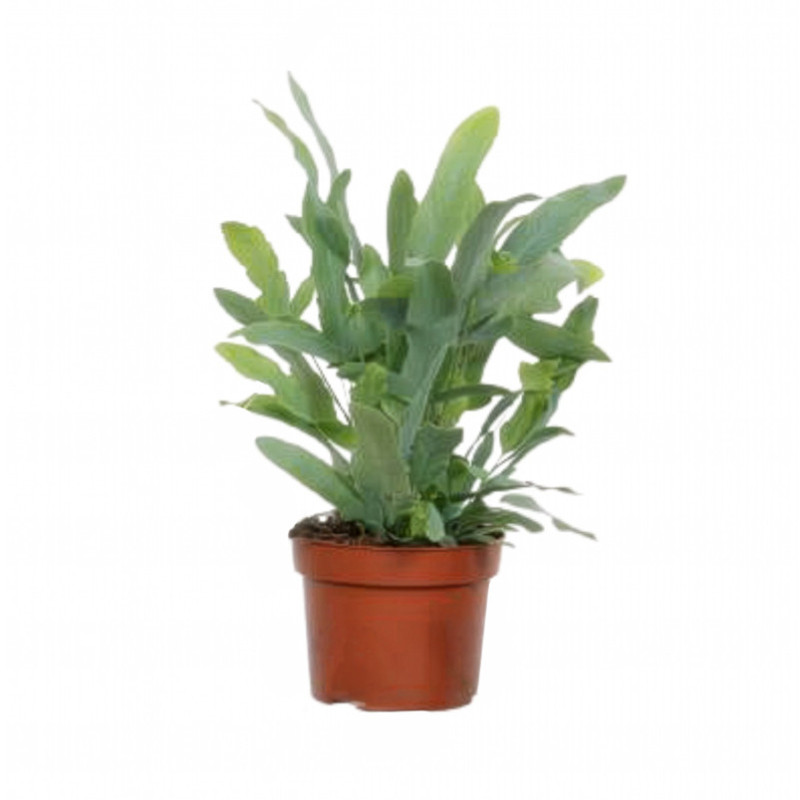 Plante verte 12cm h20-40