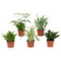 Plante verte 12cm h20-40