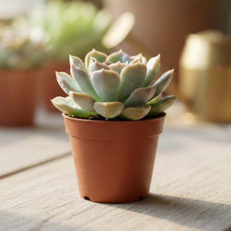 Echeveria pot 5,5cm h8