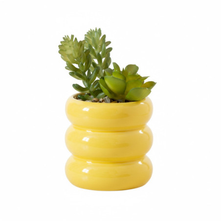 Succulente pot cotele