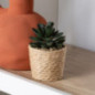 Succulente pot tresse