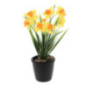 Jonquille en pot