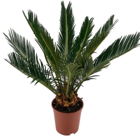 Cycas pot 12cm h45-50