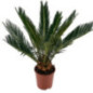 Cycas pot 12cm h45-50