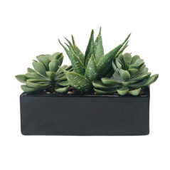 Plante dans pot