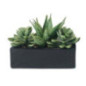 Plante dans pot