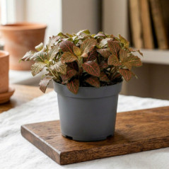 Plante verte 8.5cm h10-30