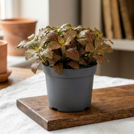 Plante verte 8.5cm h10-30