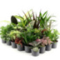 Plante verte 8.5cm h10-30