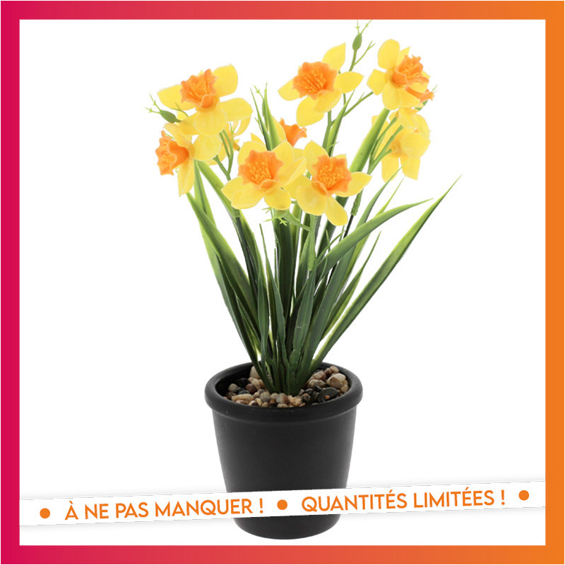 Jonquille en pot
