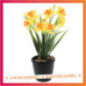 Jonquille en pot