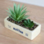 Plante pot beurre
