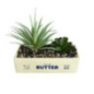 Plante pot beurre