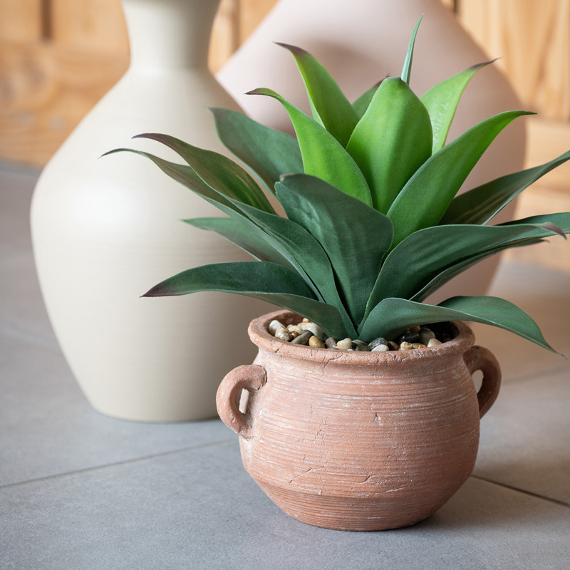 Agave en pot