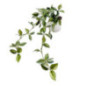 Plante tombante pot ceramique
