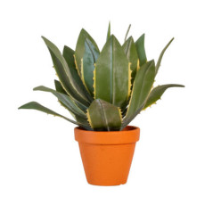 Aloe vera dans pot terracotta