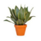 Aloe vera dans pot terracotta