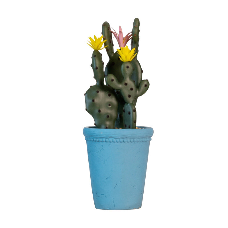Cactus dans pot bleu